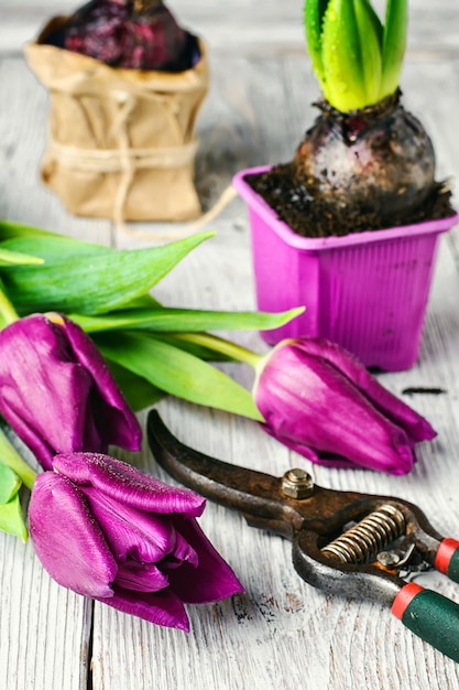 Still life with spring flowers