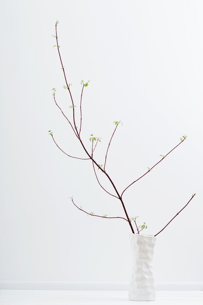 Still life with tree branches in a vase over white background