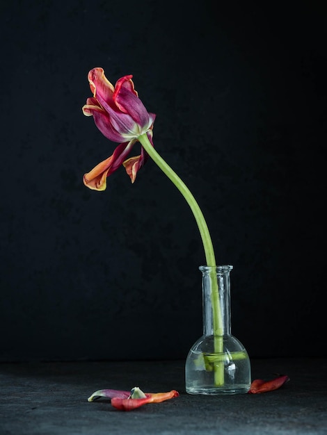 Foto natura morta con tulipani appassiti arte