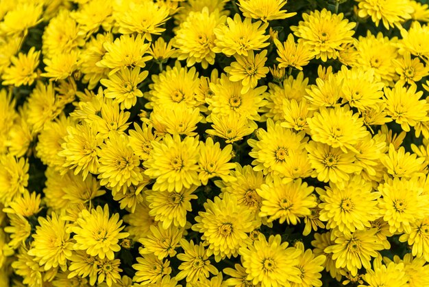 黄色いクリスアンテマスの花束の静物背景