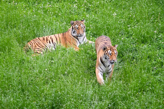 Foto stille tijgers die in het veld liggen