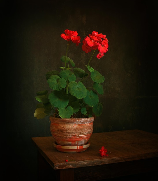 stilleven met geraniums. vintage.