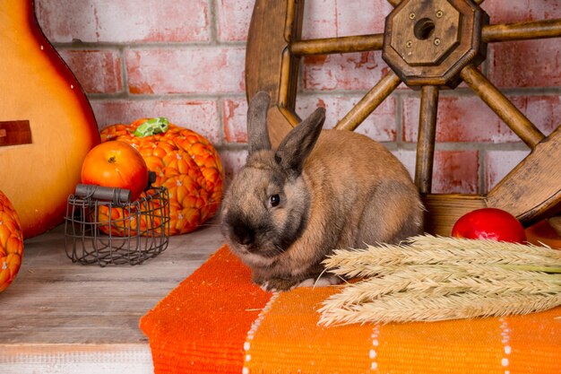 Stilleven tot dag van dankzegging met herfstgroenten, fruit, pompoen, tarwe en grappig