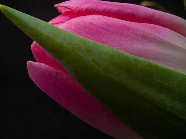 Stilleven Tulp geïsoleerd op zwarte achtergrond