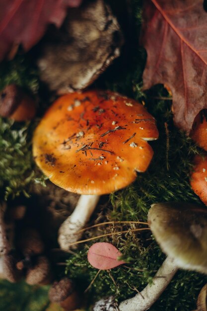 Stilleven van bosgeschenken vliegen agarische paddestoelen en paddestoelen op mos