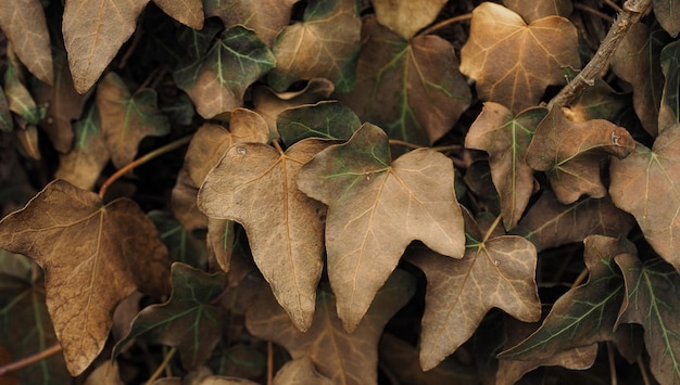 Stilleven van droge gevallen bladeren Stockafbeelding Herfst-winterlandschap.