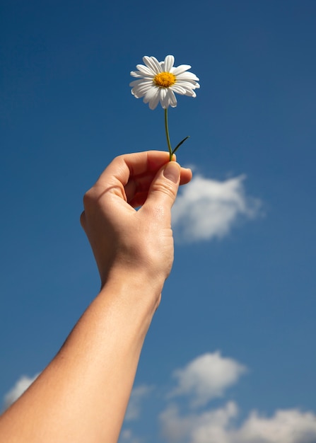 Foto stilleven van madeliefjebloemen