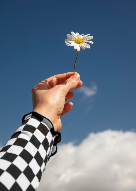 Foto stilleven van madeliefjebloemen