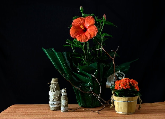 Stilllife with orange hibiscus and kalanchoe on the table closeup