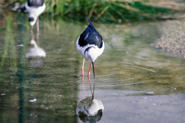 Stilt drinking on the shores