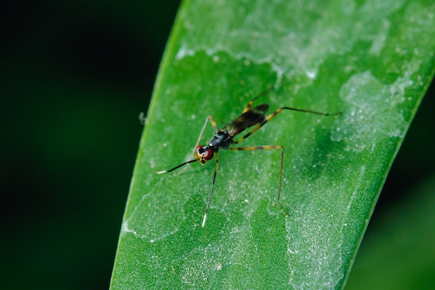 Stilt-Legged Flies on the leaves are insects that are small, slender.