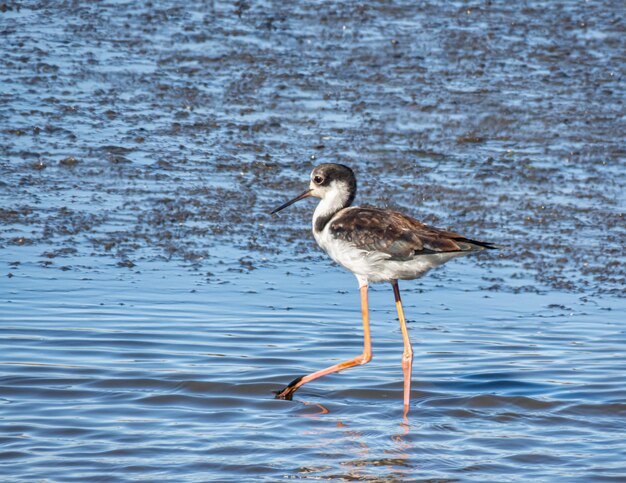 Stilt met zwarte hals in het Chileense kustmoerasland