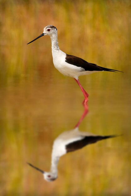 Stilt in a pond looking for food  