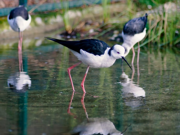 Stilts near the ocean