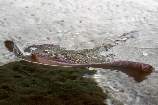 Sting ray fish on sea surface