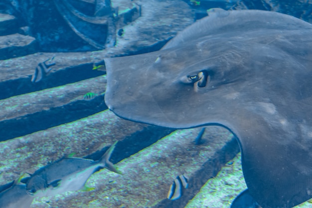 Sting ray swimming underwater. The short-tail stingray or smooth stingray (Bathytoshia brevicaudata) is a common species of sting-ray in the family Dasyatidae. Atlantis, Sanya, island Hainan, China.