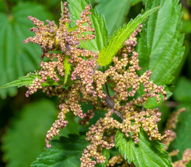 Stinging nettle closeup