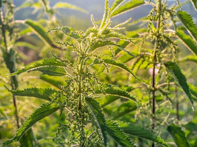 Stinging nettle in the meadow, close-up.