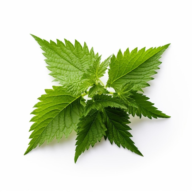 Stinging nettle with white background high quality