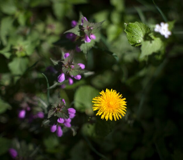 Stinging nettles and dandelion