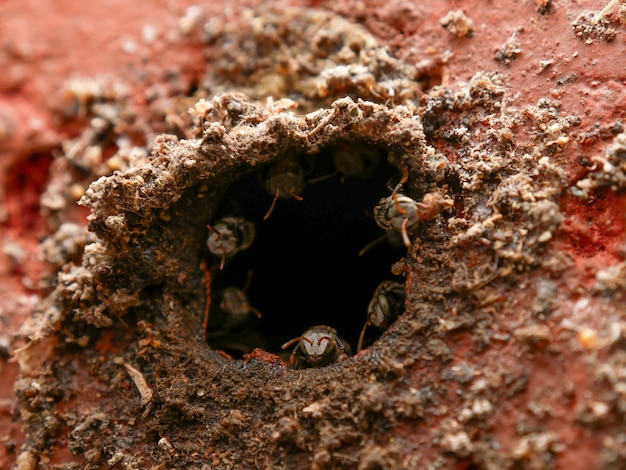 Stingless bee, jatai bee at the entrance of their hive