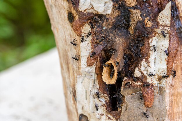 Stingless bees or trigona meliponini hive industry A colony of stingless bees on beehive