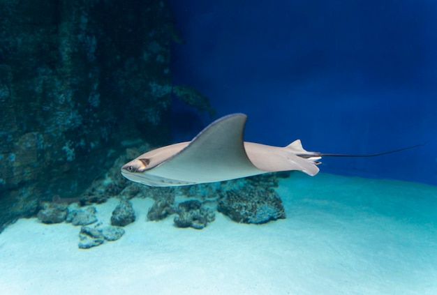 A stingray floating underwater in the sun side view Closeup