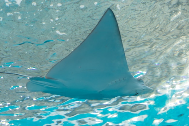 Stingray in de zee