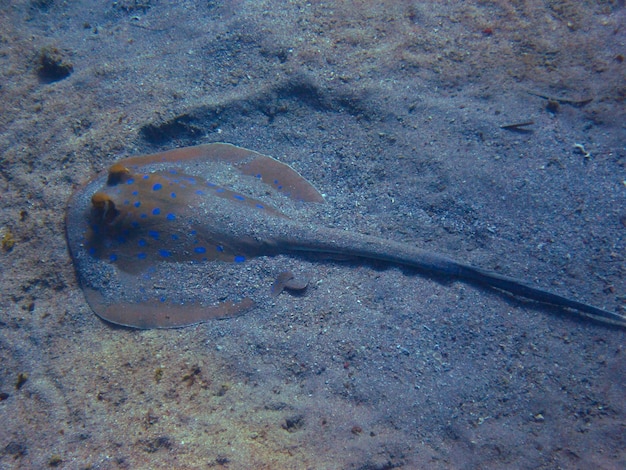 Stingray in the sand