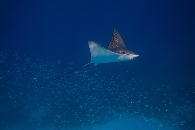 Stingray swimming in sea