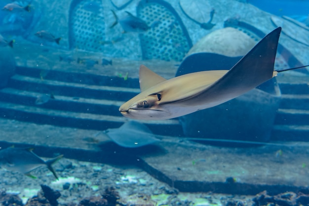 写真 水中で泳ぐアカエイ。アカエイは海猫とも呼ばれ、温帯および熱帯の海域で見られます。アトランティス、三亜、海南島、中国。