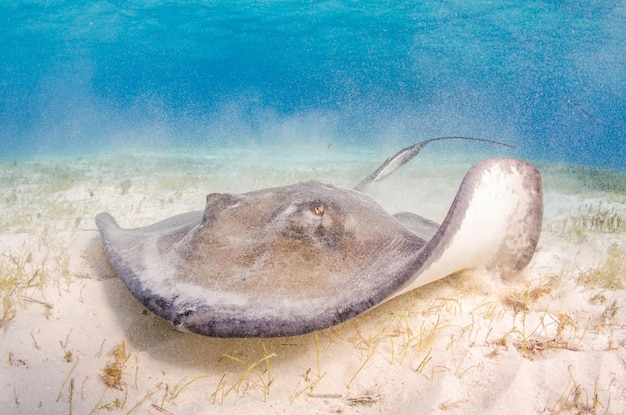 Foto stingray zwemmen in de zee