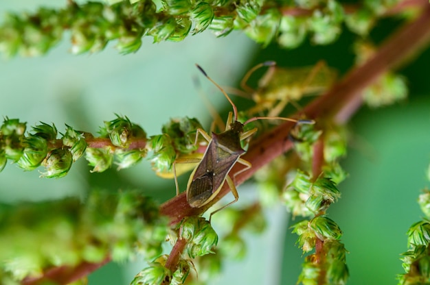 Stink bug macro insect killer in nature