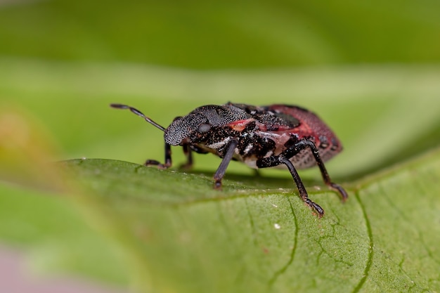 Stink bug nymph of the family pentatomidae that mimics cephalotes tortoise ants