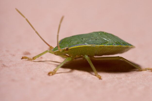 Stink Bug Nymph of the Genus Loxa