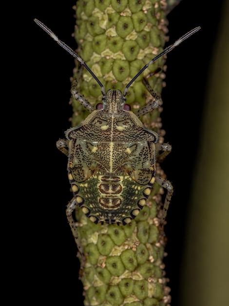 Stink bug Nymph of the species Sibaria armata