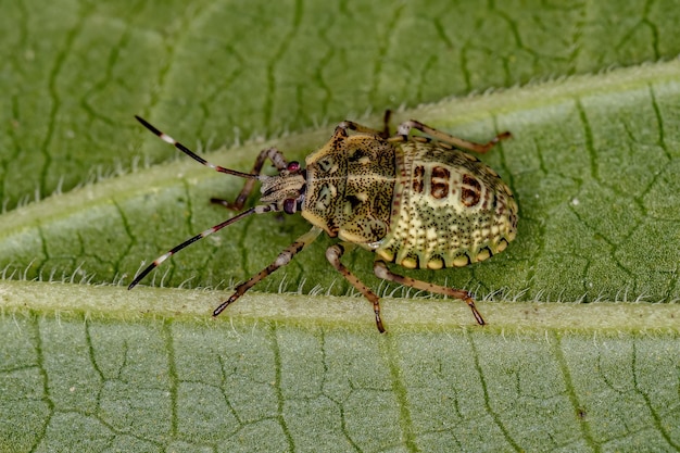 Photo stink bug nymph of the species sibaria armata