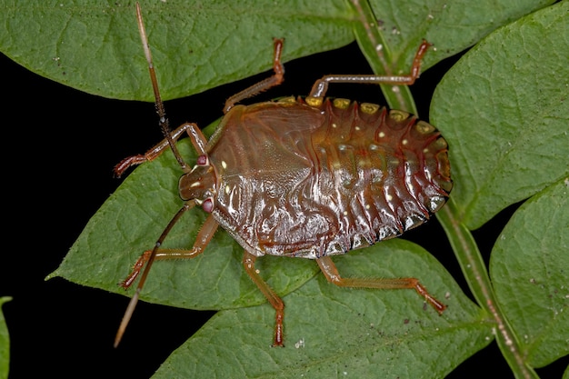 Stink Bug Nymph of the Subfamily Edessinae