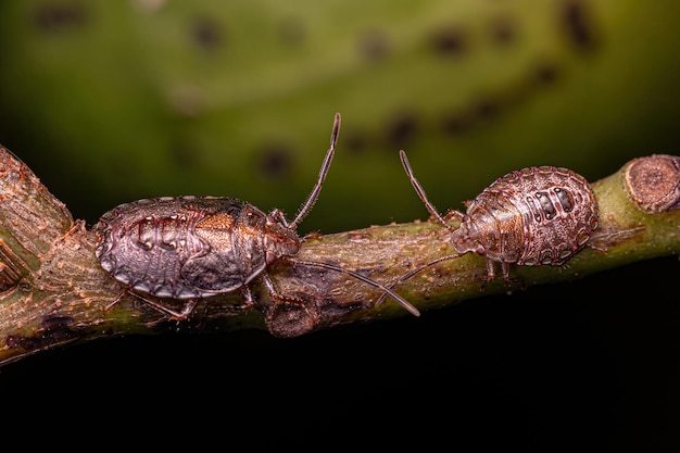 Stink bug Nymph