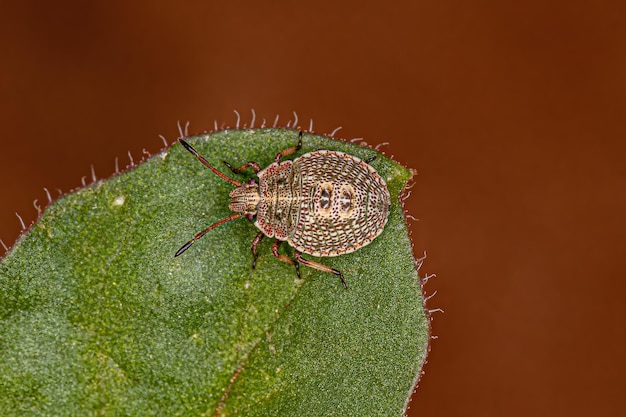 Stink bug nymph