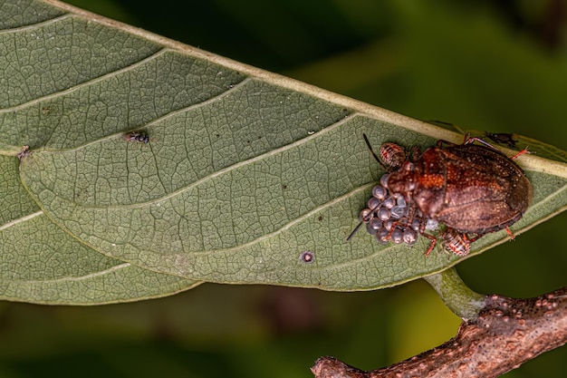 Stink bug protecting eggs