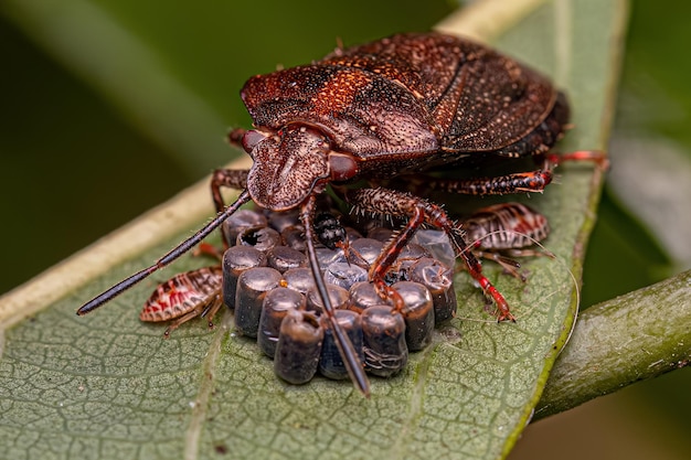 Stink bug protecting eggs