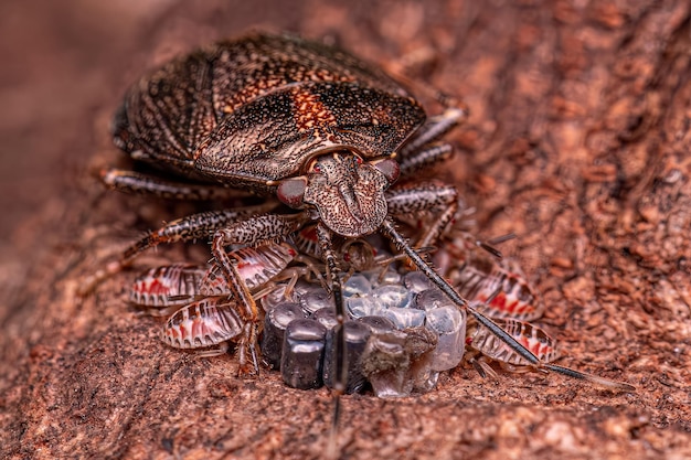 Stink bug protecting eggs