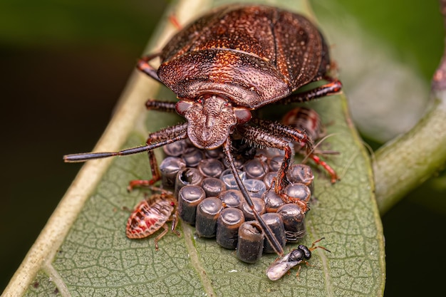 Stink bug protecting eggs