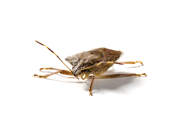 Stink or shield bug in macro shot