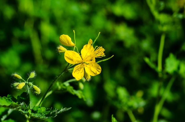 Stinkende gouwe die in de lente in een stadspark tot bloei komt