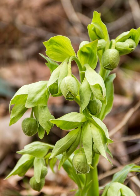 Photo stinking hellebore detail