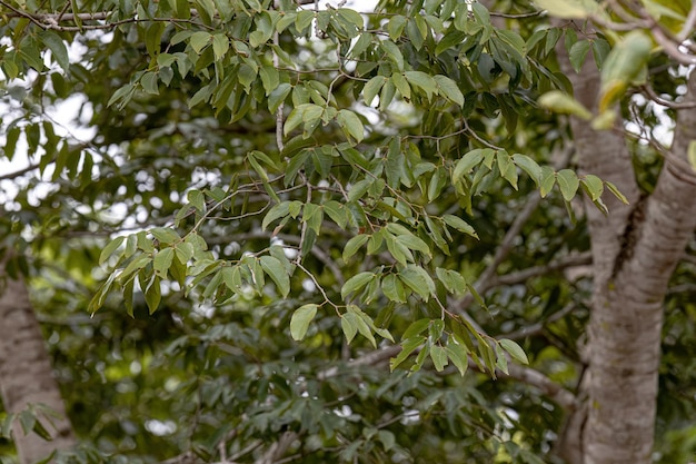 Photo stinkingtoe tree leaves