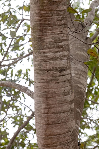 Stinkingtoe Tree Trunk