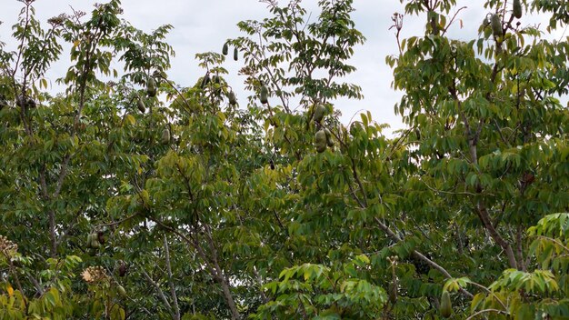 Photo stinkingtoe tree with fruits